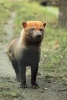 Bush Dog (Speothos Venaticus) Animal Journal - 150 Page Lined Notebook/Diary (Paperback) - Cs Creations Photo