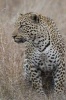 Alert Leopard in South Africa Journal - 150 Page Lined Notebook/Diary (Paperback) - Cool Image Photo