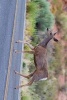 A Mule Deer Quickly Crossing the Road - Blank 150 Page Lined Journal for Your Thoughts, Ideas, and Inspiration (Paperback) - Unique Journal Photo