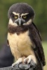 Spectacled Owl Journal - 150 Page Lined Notebook/Diary (Paperback) - Cs Creations Photo