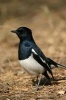 Oriental Magpie Robin Bird Journal - 150 Page Lined Notebook/Diary (Paperback) - Cool Image Photo