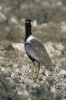 Northern Black Korhaan (Eupodotis Afroides) Bird Journal - 150 Page Lined Notebook/Diary (Paperback) - Cool Image Photo