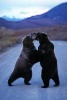 Two Grizzly Bears Fighting in the Road Journal - 150 Page Lined Notebook/Diary (Paperback) - Cool Image Photo