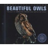 Beautiful Owls - Portraits of Arresting Species from Around the World (Paperback) - Marianne Taylor Photo