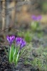 Early Spring Crocus Flowers in Blossom Journal - 150 Page Lined Notebook/Diary (Paperback) - Cool Image Photo