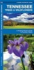 Tennessee Trees & Wildflowers - A Folding Pocket Guide to Familiar Species (Pamphlet) - James Kavanagh Photo