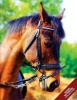  - (Horse Notebook, Journal, Diary) (Notebook Gifts) Collect Them All (Paperback) - Horse Notebook Collection Photo