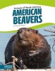 American Beavers (Hardcover) - Alicia Z Klepeis Photo