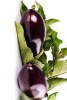 Delicious Eggplant Harvest, for the Love of Food - Blank 150 Page Lined Journal for Your Thoughts, Ideas, and Inspiration (Paperback) - Unique Journal Photo