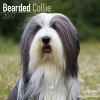 Bearded Collie Calendar 2017 (Calendar) - Avonside Publishing Ltd Photo