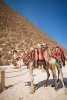 Fancy Camels at the Pyramids in Egypt Journal - 150 Page Lined Notebook/Diary (Paperback) - Cs Creations Photo