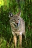 Portrait of a Coyote Animal Journal - 150 Page Lined Notebook/Diary (Paperback) - Cs Creations Photo