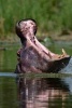 African Hippopotamus Yawning Journal - 150 Page Lined Notebook/Diary (Paperback) - Cs Creations Photo