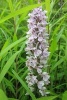 Dactylorhiza Marsh Spotted Orchid Flower Blooming - Blank 150 Page Lined Journal for Your Thoughts, Ideas, and Inspiration (Paperback) - Unique Journal Photo