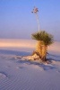 Large Soaptree Yucca Plant White Sands National Monument New Mexico USA Journal - 150 Page Lined Notebook/Diary (Paperback) - Cs Creations Photo