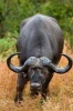 African Buffalo Journal - 150 Page Lined Notebook/Diary (Paperback) - Cool Image Photo