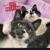 Cat Selfies 2017 (Calendar) - Paul Cocken Photo