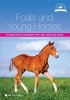 Foals and Young Horses - Training and Management for a Well-Behaved Horse (Paperback) - Ute Ochsenbauer Photo