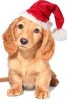 Miniature Dachshund Puppy in a Santa Hat - Blank 150 Page Lined Journal for Your Thoughts, Ideas, and Inspiration (Paperback) - Unique Journal Photo