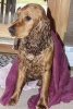 Cocker Spaniel Just Out of the Bath, for the Love of Dogs - Blank 150 Page Lined Journal for Your Thoughts, Ideas, and Inspiration (Paperback) - Unique Journal Photo