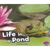 Life in a Pond (Paperback) - Craig Hammersmith Photo