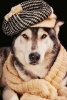 A Well Dressed Husky, for the Love of Dogs - Blank 150 Page Lined Journal for Your Thoughts, Ideas, and Inspiration (Paperback) - Unique Journal Photo