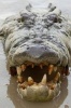 Crocodile Is Too Close for Comfort Journal - 150 Page Lined Notebook/Diary (Paperback) - Cool Image Photo