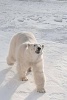 A Polar Bear in the Arctic Snow Journal - 150 Page Lined Notebook/Diary (Paperback) - Cs Creations Photo