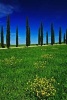 Field with Cypress Trees in Tuscany Italy Journal - 150 Page Lined Notebook/Diary (Paperback) - Cool Image Photo