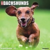 Just Dachshunds (Calendar) - Willow Creek Press Photo