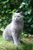 Blue British Shorthair Cat Strikes a Pose Journal - 150 Page Lined Notebook/Diary (Paperback) - Cool Image Photo