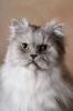 Persian Cat Says, What Are You Looking At? Journal - 150 Page Lined Notebook/Diary (Paperback) - Cool Image Photo