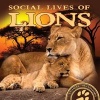 Social Lives of Lions (Hardcover) - Elliot Riley Photo