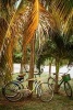 Bicycles Under the Palm Trees Journal - 150 Page Lined Notebook/Diary (Paperback) - Cs Creations Photo