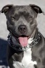 Grey Pitbull Terrier Portrait Dog Journal - 150 Page Lined Notebook/Diary (Paperback) - Cool Image Photo