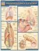 Respiratory System (Poster) - BarCharts Inc Photo