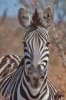 Zebra Checking You Out Journal - 150 Page Lined Notebook/Diary (Paperback) - Cool Image Photo