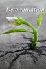 Determination - A Selection of Proverbs, Quotes, Sayings, and Expressions (Paperback) - Rosemary Lawton Photo