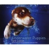 Underwater Puppies (Hardcover) - Seth Casteel Photo