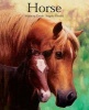 Horse (Paperback) - Malachy Doyle Photo