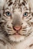 Close Up of an Adorable White Tiger Cub Journal - 150 Page Lined Notebook/Diary (Paperback) - Cs Creations Photo