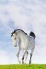 A Beautiful White Arab Horse - Blank 150 Page Lined Journal for Your Thoughts, Ideas, and Inspiration (Paperback) - Unique Journal Photo