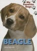 Beagle (Paperback) - Jinny Johnson Photo