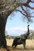 Elephant and Baobab Tree Journal - 150 Page Lined Notebook/Diary (Paperback) - Cool Image Photo