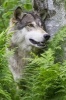 Timber Wolf Portrait Journal - 150 Page Lined Notebook/Diary (Paperback) - Cool Image Photo