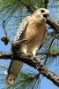 Red Shouldered Hawk, Birds of the World - Blank 150 Page Lined Journal for Your Thoughts, Ideas, and Inspiration (Paperback) - Unique Journal Photo