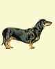 Dachshund -  Dog Journal/Notebook/Diary (Paperback) - Artified Pets Photo