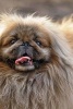 A Cutie Pie Pekingese Dog Journal - 150 Page Lined Notebook/Diary (Paperback) - Cs Creations Photo