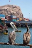 Two Peruvian Pelicans Pelecanus Thagus in Arica Chile South America Journal - 150 Page Lined Notebook/Diary (Paperback) - Cs Creations Photo