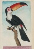 Carnet Ligne Toucan, Dessin 18e Siecle (French, Paperback) - Francois Nicolas Martinet Photo